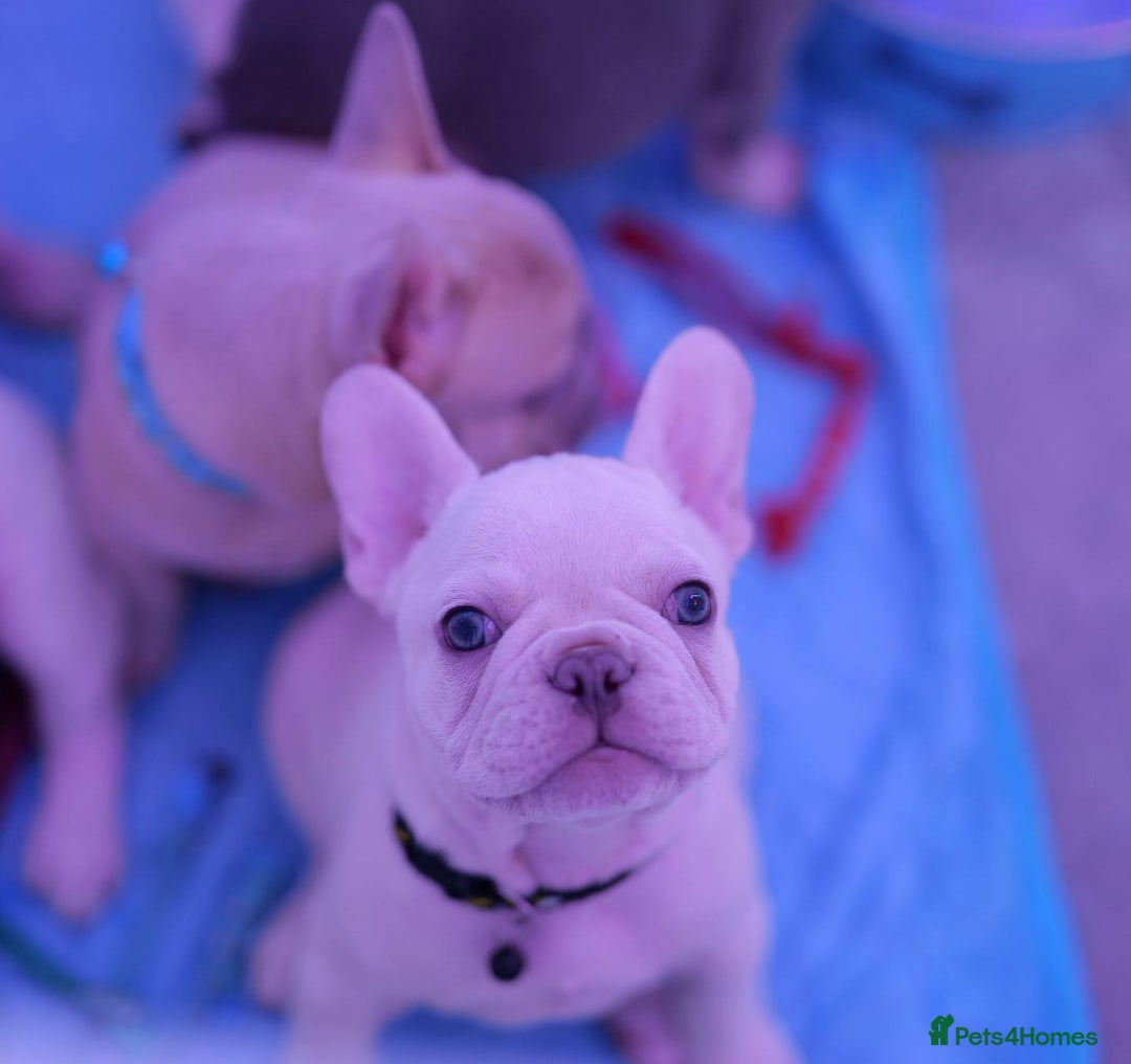 French Bulldog dogs for sale: KC French Bulldog Ready Now ! - Image 28