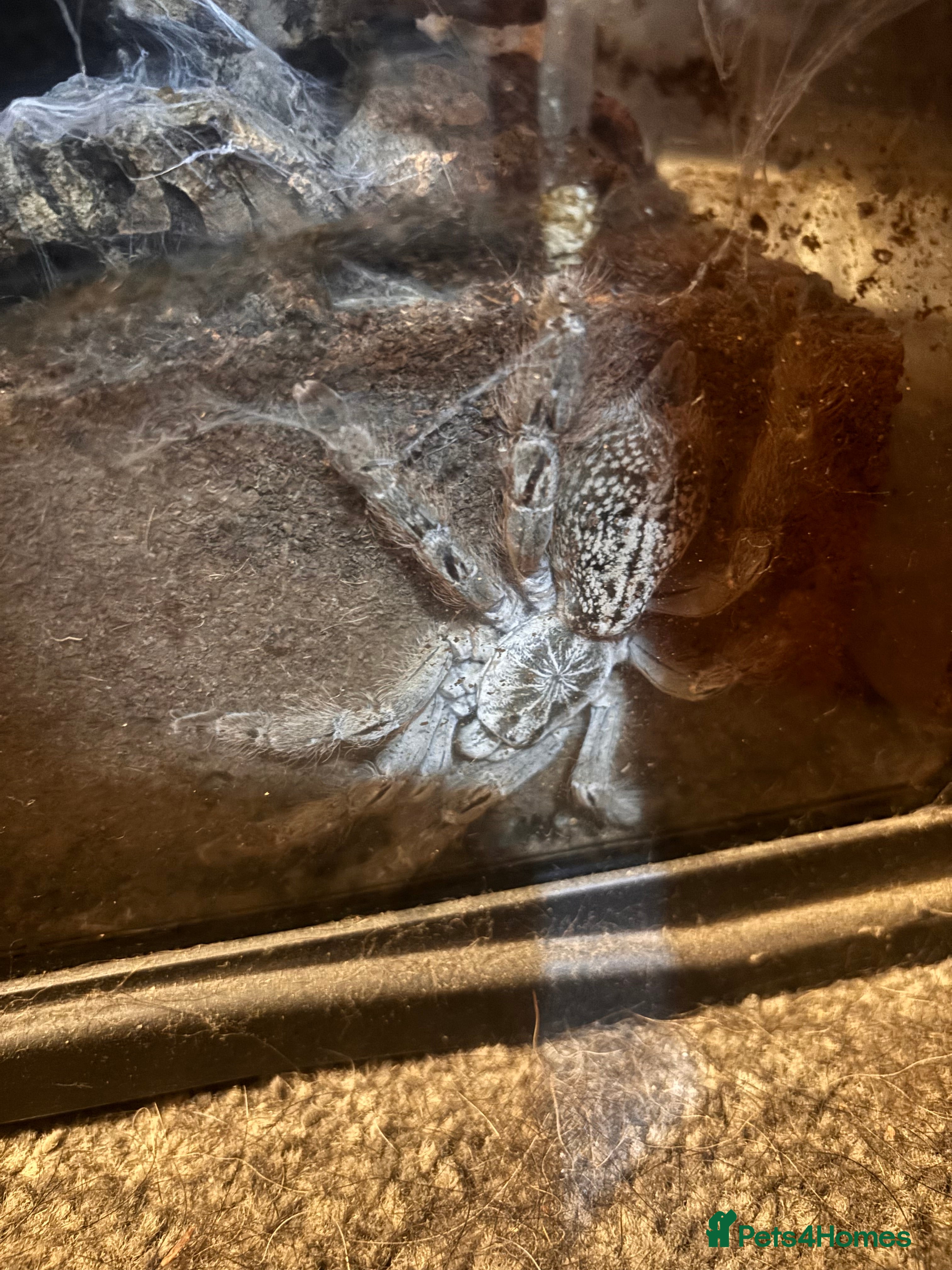 Tarantulas invertebrates Ornamental baboon tarantula  - Advert 2