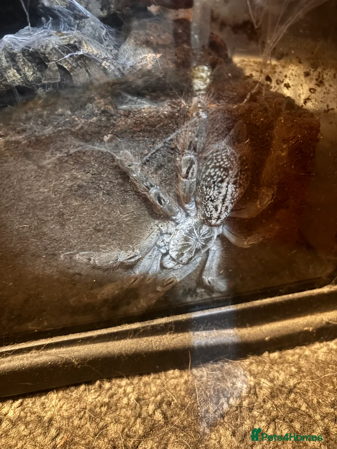 Tarantulas invertebrates for sale: Ornamental baboon tarantula  - Advert 1