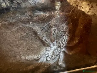 Tarantulas invertebrates Ornamental baboon tarantula - Advert 2