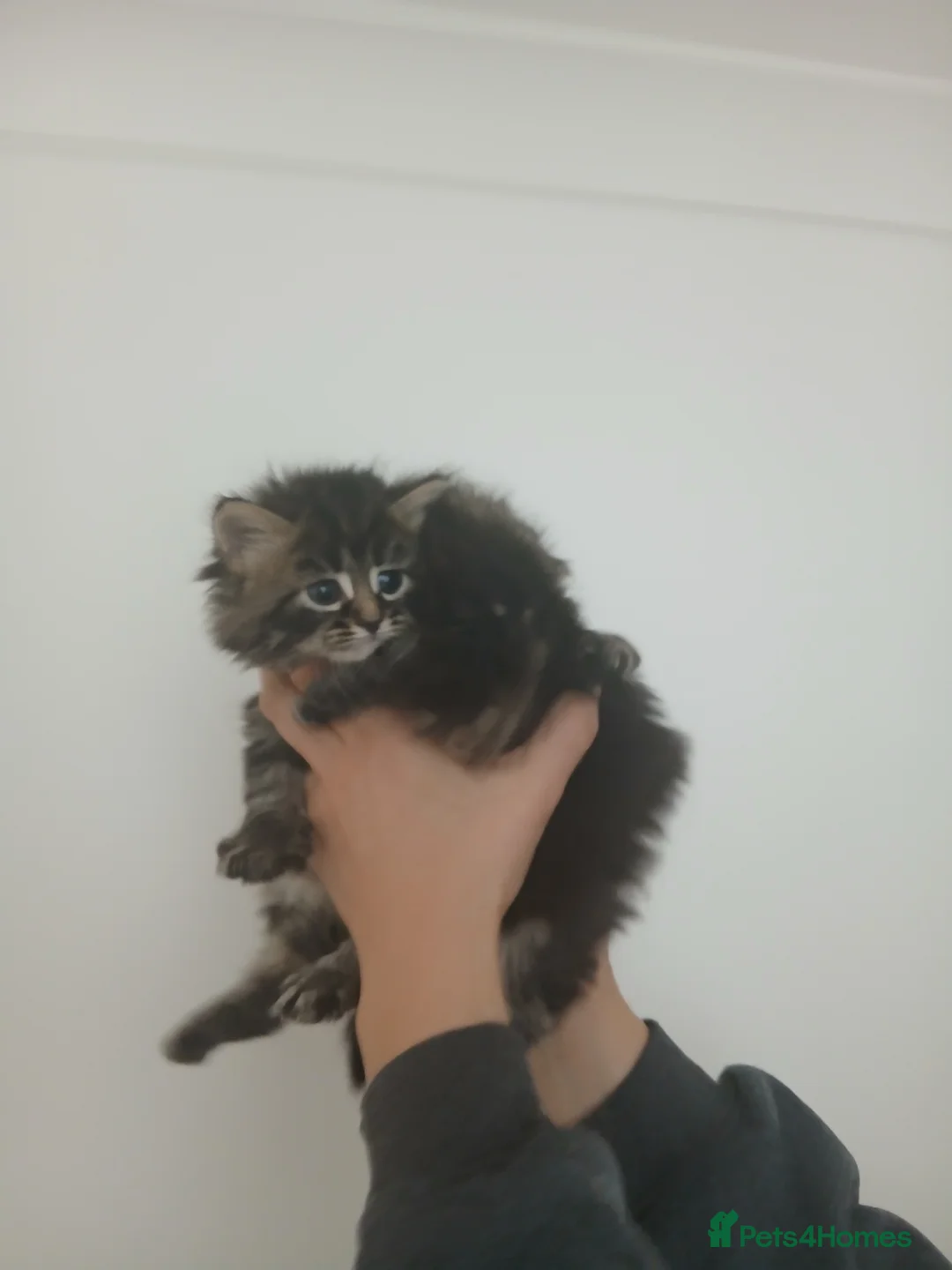 Mixed Breed cats for sale: Maine coon xxx - Advert 12