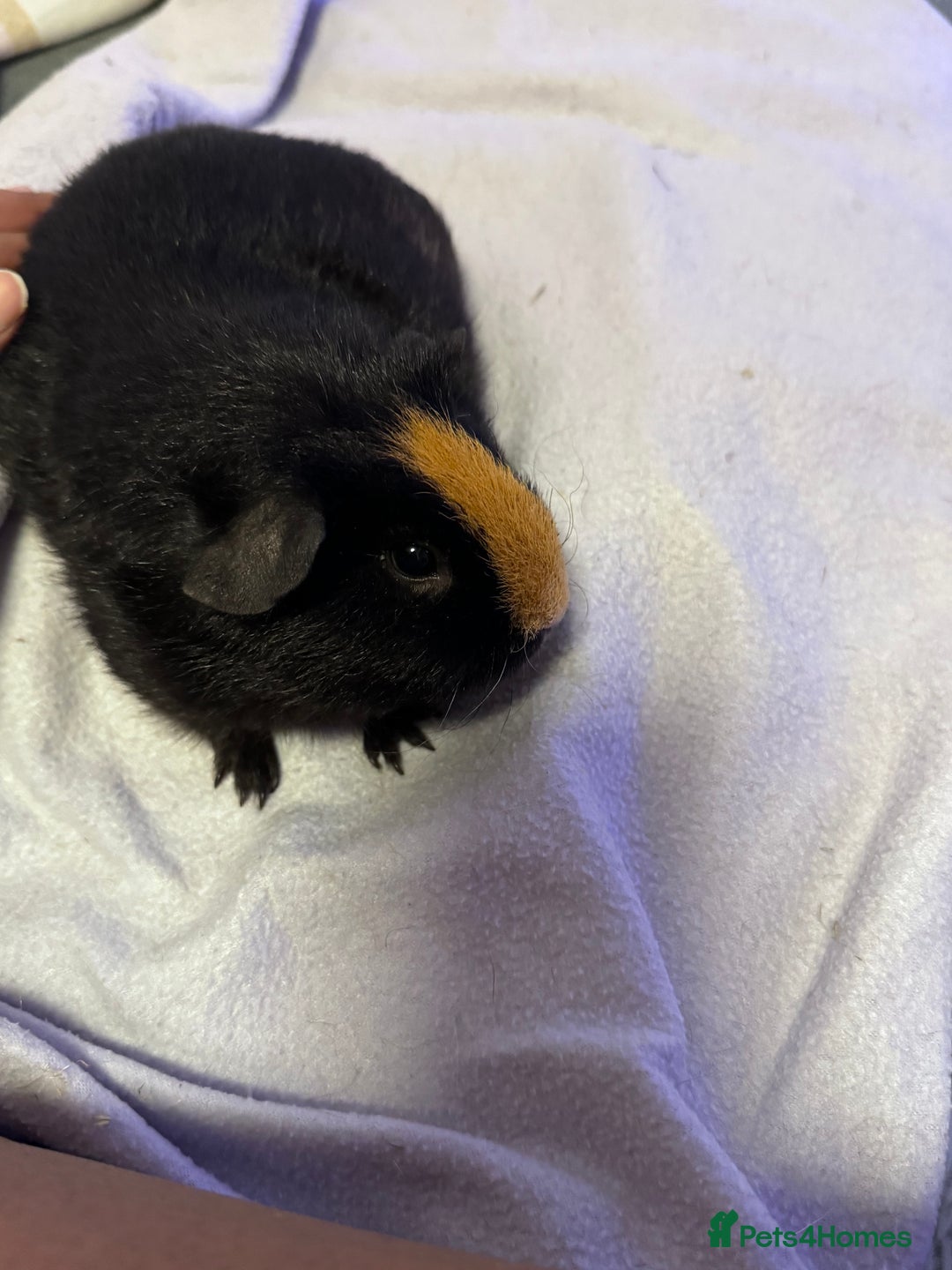Guinea Pig rodents for sale: 2 female guinea pigs for sale  - Image 4