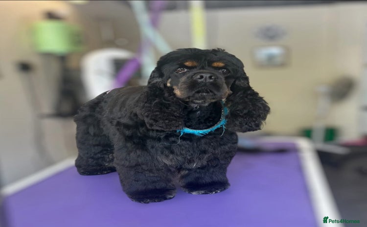 American Cocker Spaniel dogs - Advert 1