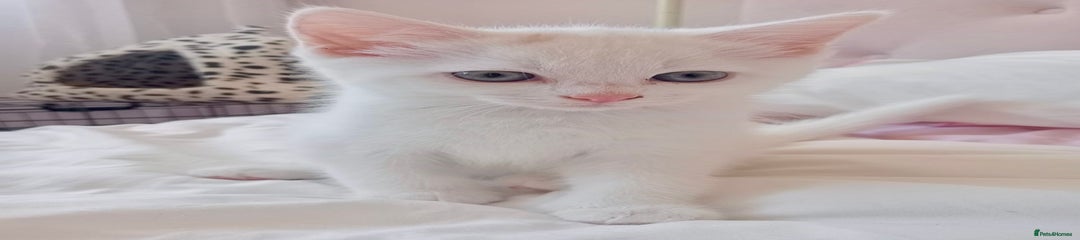 Turkish Angora Kitten 1