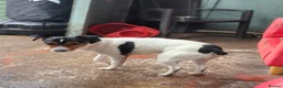 Jack Russell dogs for stud: 2x jack russell for stud in Doncaster - Advert 4