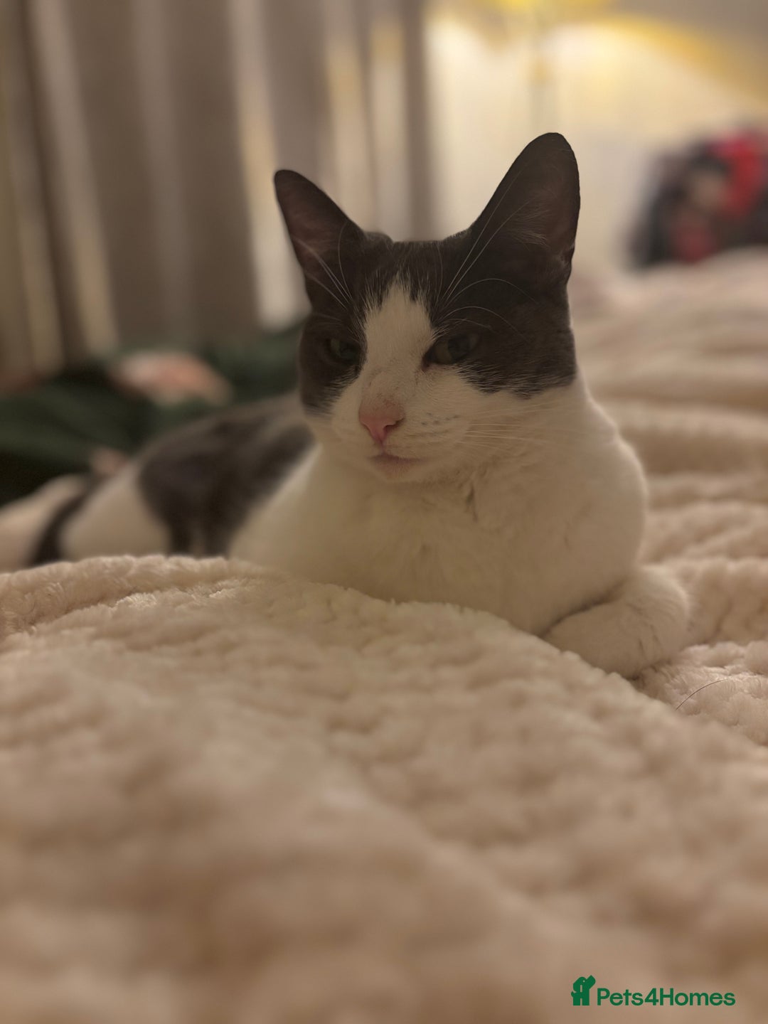 Domestic Shorthair cats for sale: New home needed, lovely female cat - Advert 3