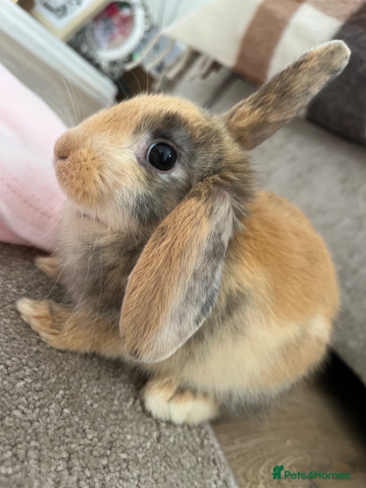Mixed Breed rabbits Rabbit  - Advert 1