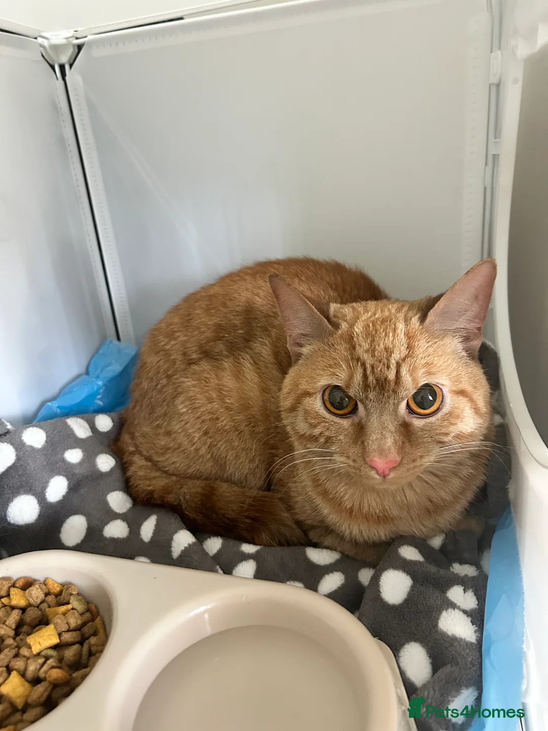 Mixed Breed cats for sale: Ginger cat 1.5yr old  - Advert 1