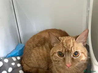 Mixed Breed cats Ginger cat 1.5yr old - Advert 3