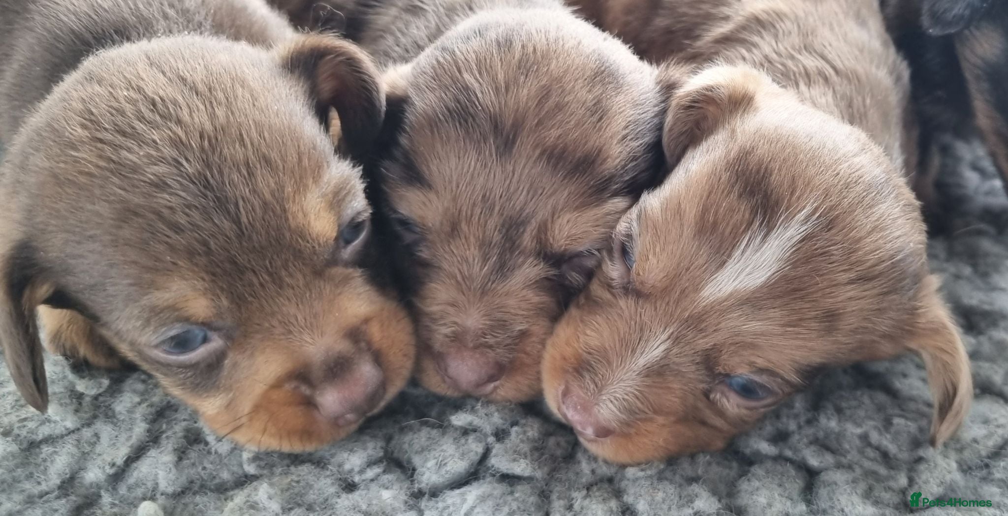 Mixed Breed dogs Wire Dachshund x Pomeranian - Advert 1