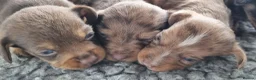 Mixed Breed dogs for sale: Wire Dachshund x Pomeranian - Advert 1