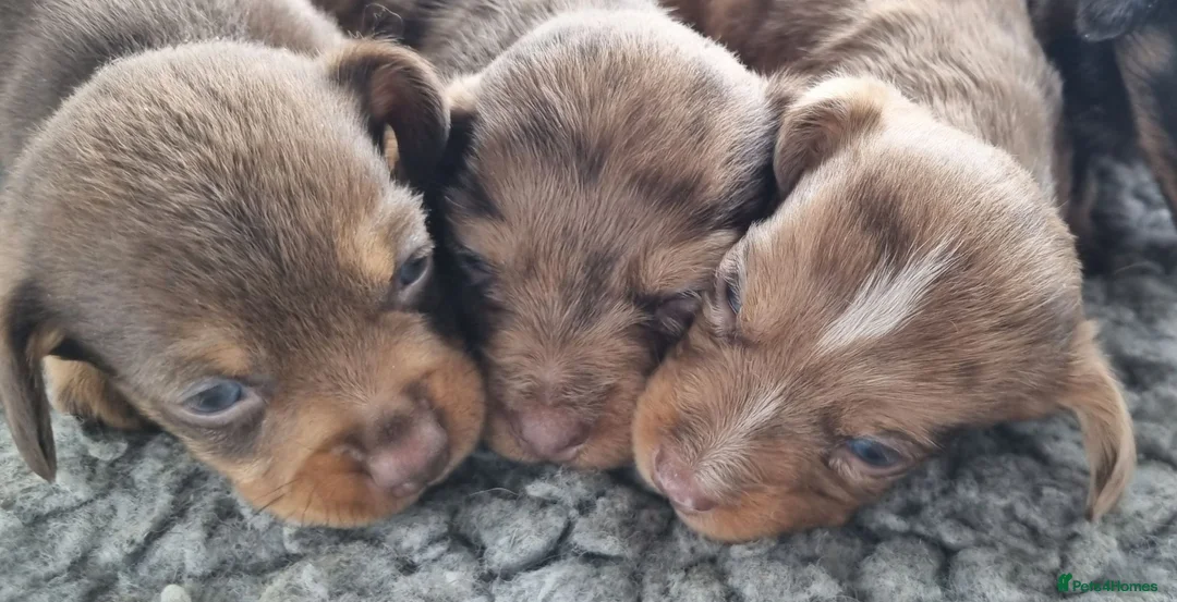 Mixed Breed dogs for sale: Wire Dachshund x Pomeranian - Advert 1