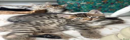 Mixed Breed cats for sale: Bengal cross kittens - Advert 12