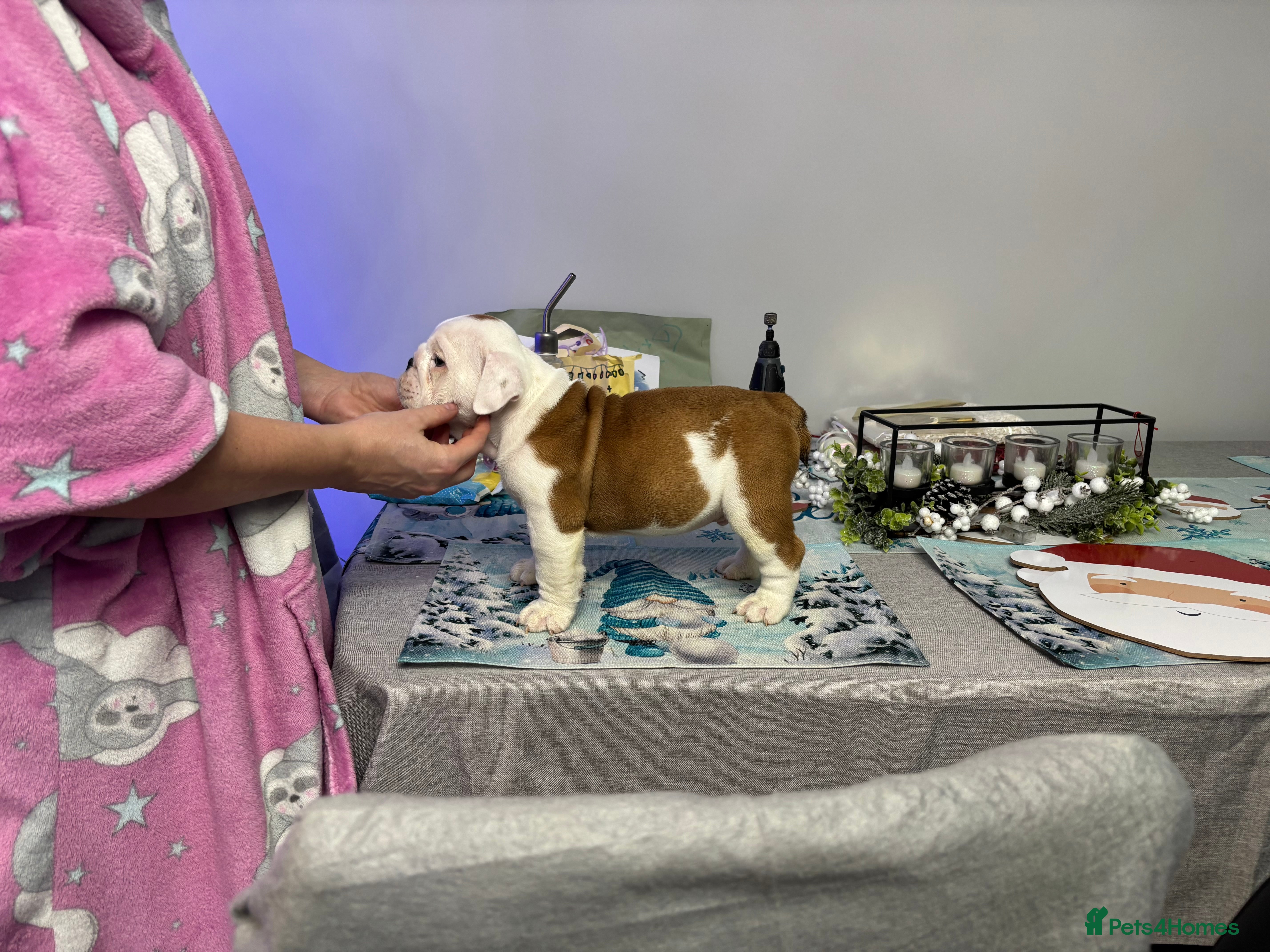 English Bulldog dogs KC Reg English bulldog male puppy - Advert 7