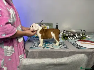 English Bulldog dogs KC Reg English bulldog male puppy - Advert 3