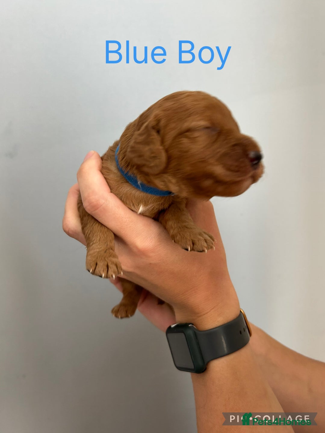Cockapoo dogs for sale: 🐾 Gorgeous F2 Cockapoo Puppies for sale 🐾  - Image 4