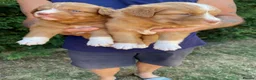 Nova Scotia Duck Tolling Retriever dogs for sale: Fantastic KC Reg Nova Scotia pups  - Advert 10