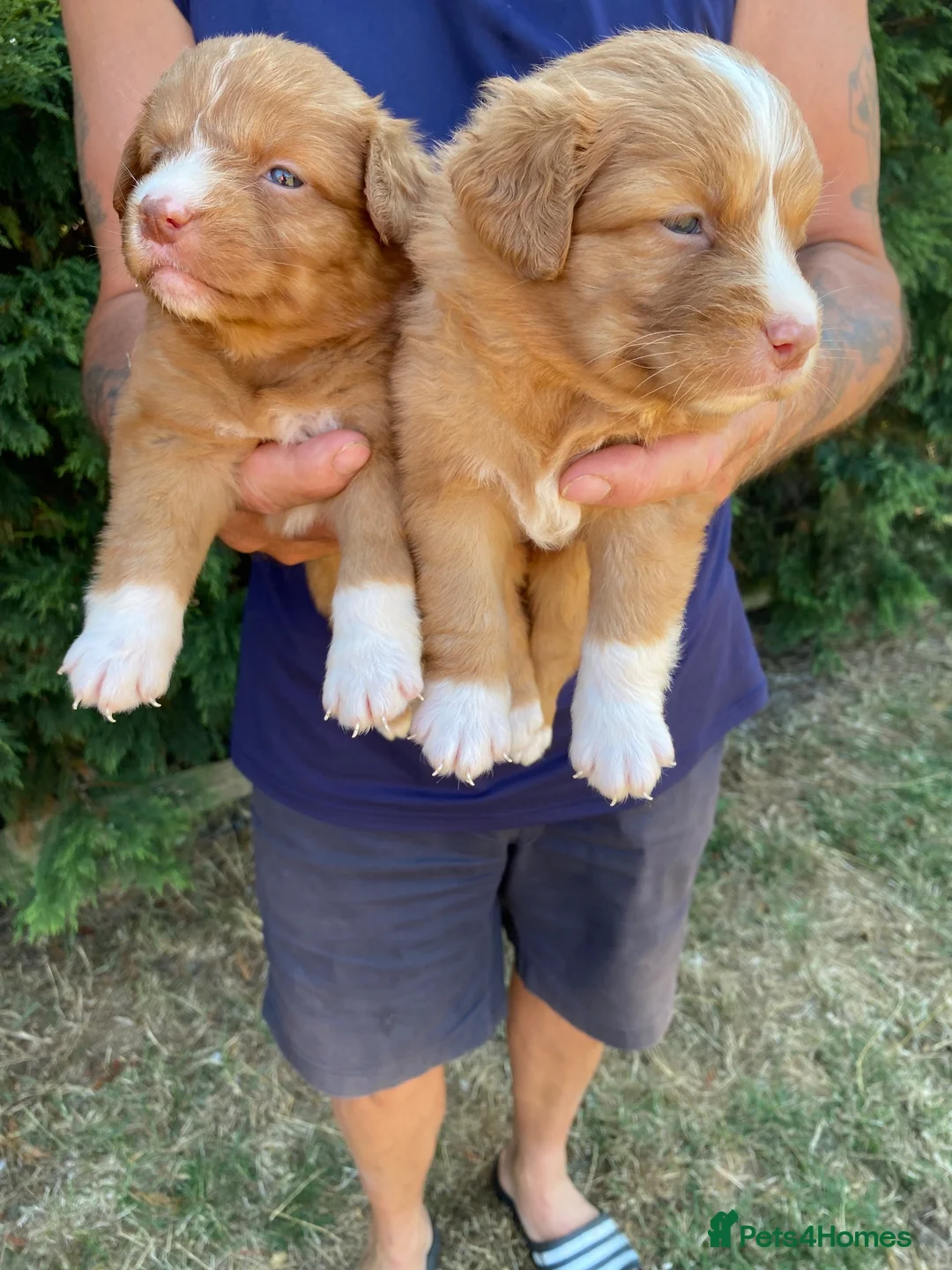 Nova Scotia Duck Tolling Retriever dogs for sale: Fantastic KC Reg Nova Scotia pups  - Advert 10