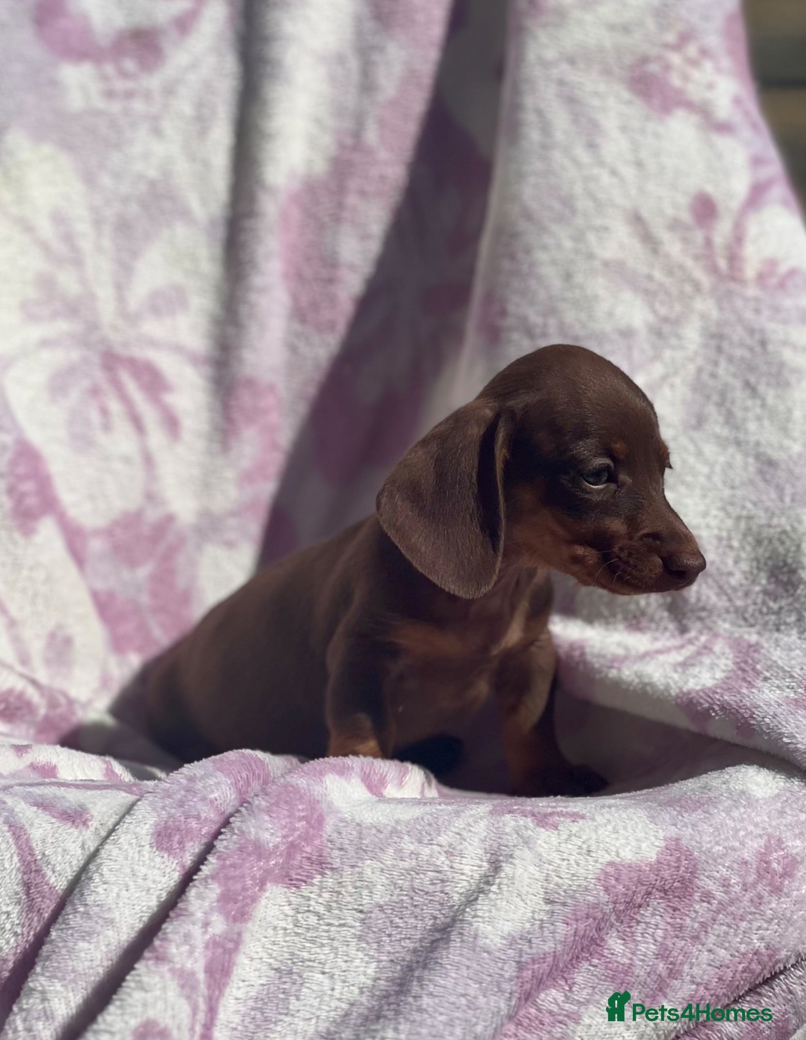 Miniature Dachshund dogs Miniature smooth coat dachshund puppies - Advert 8