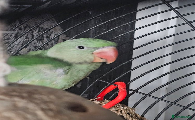Parrots birds - Advert 2