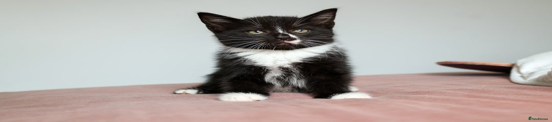 Agatha Pudding