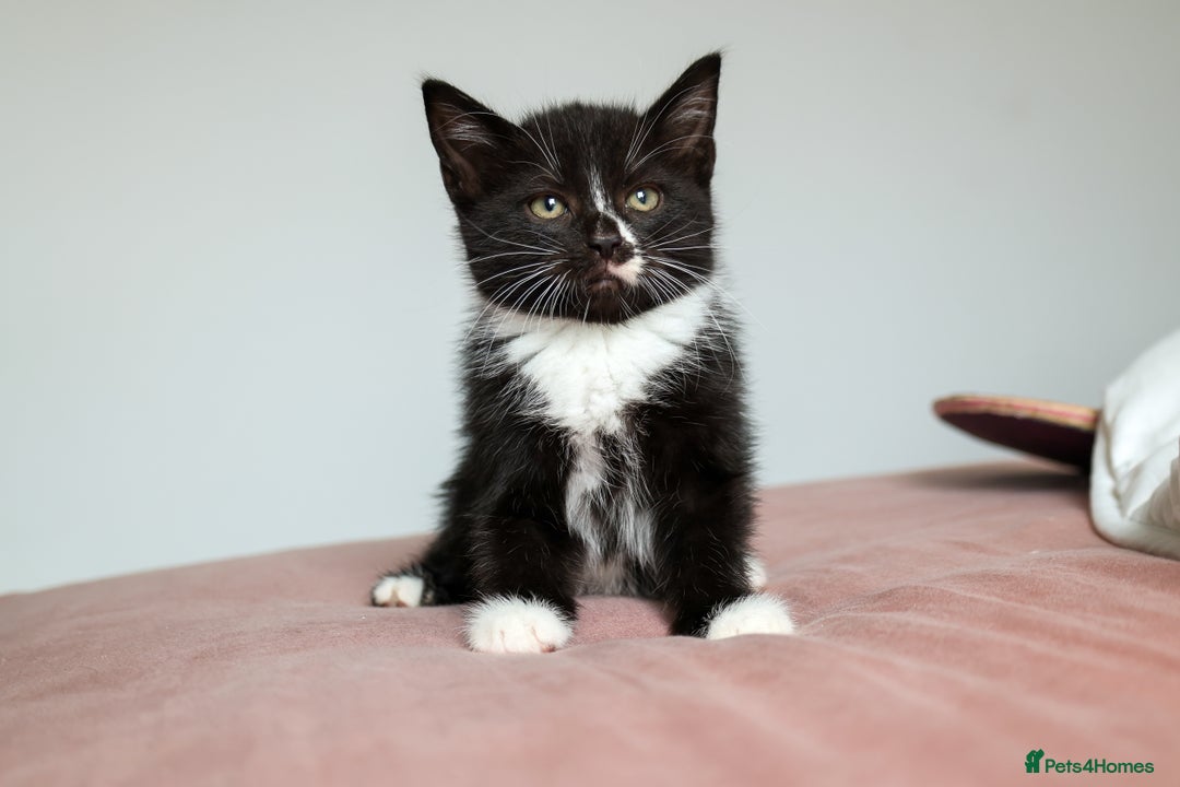 Domestic Shorthair cats for sale: Tuxedo Kittens Looking For Home - Image 4