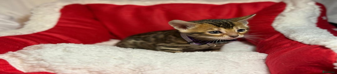 Bengal Kitten - Purple Collar - Brown 
