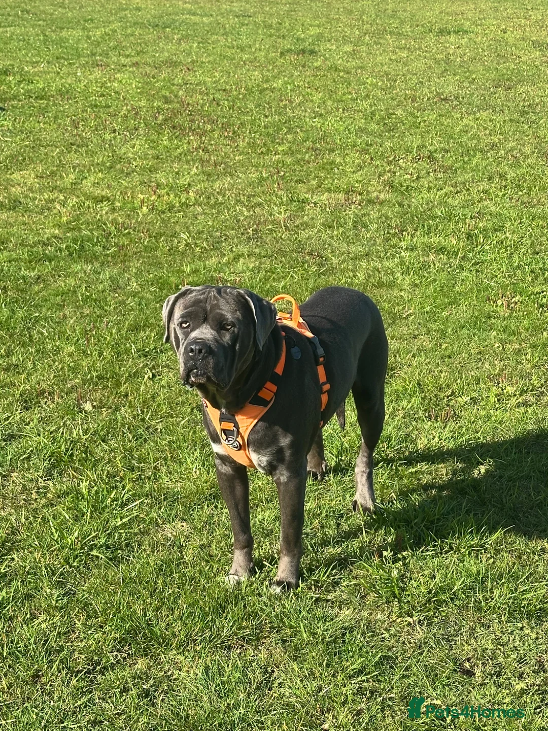Cane Corso dogs for stud: Available for stud blue cane corso in Harrogate - Advert 5