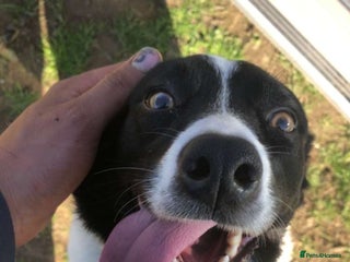 Border Collie dogs Border collie ISDS registered - Advert 1