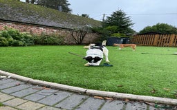 Mixed Breed dogs for adoption: Isabella - Marleborough Wiltshire  - Advert 5