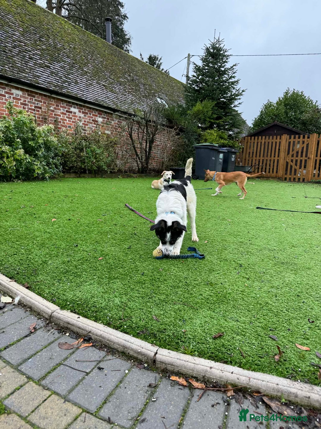 Mixed Breed dogs for adoption: Isabella - Marleborough Wiltshire  - Advert 5