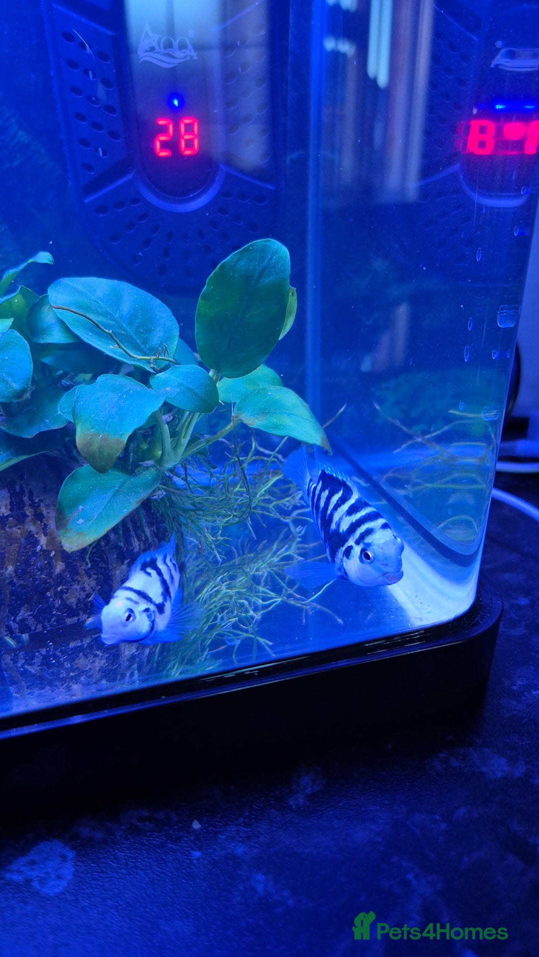 Cichlids fish for sale: Blue parrot fish - Advert 5