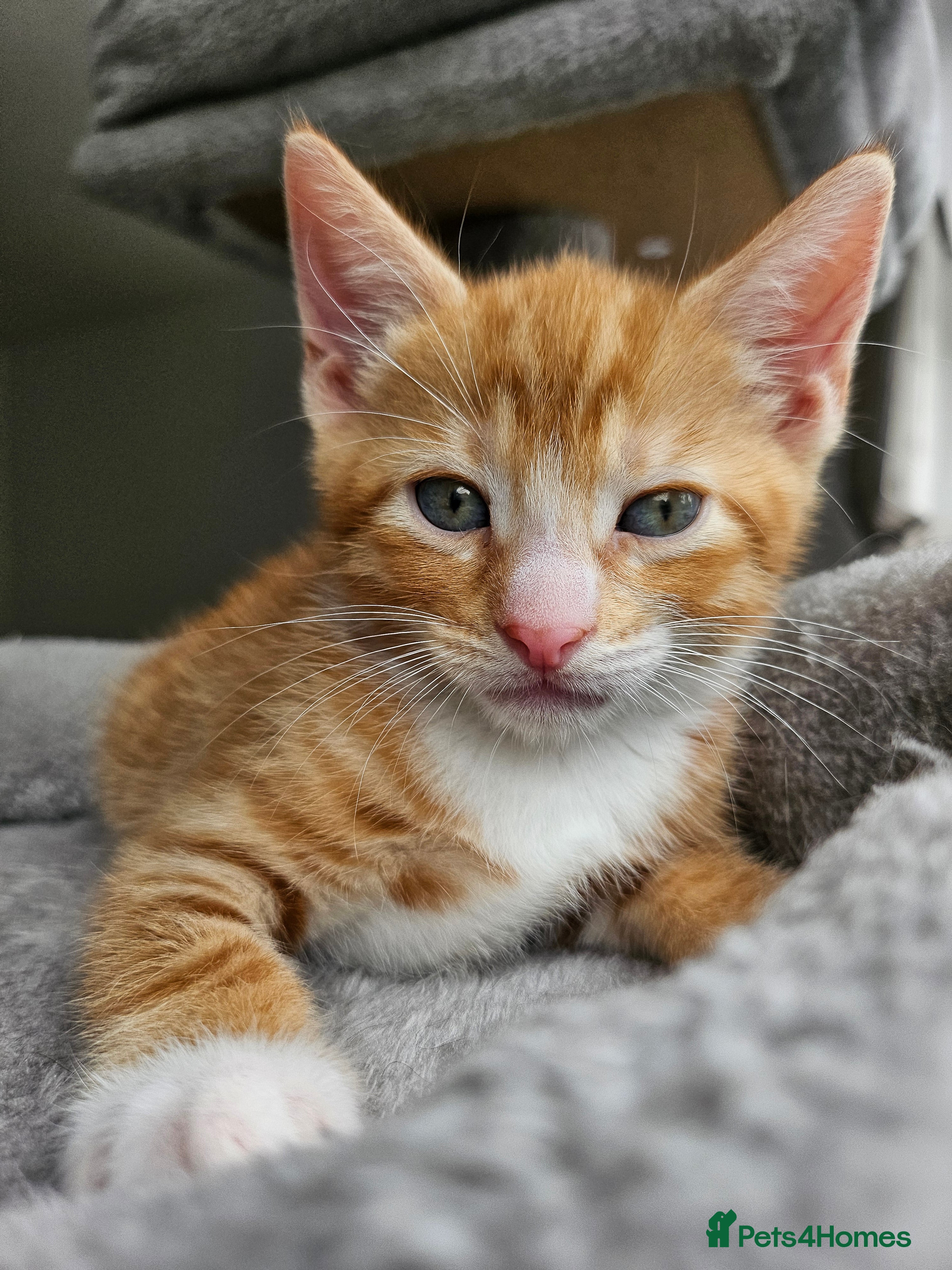 Mixed Breed cats 3 Beautiful Kittens - Advert 4