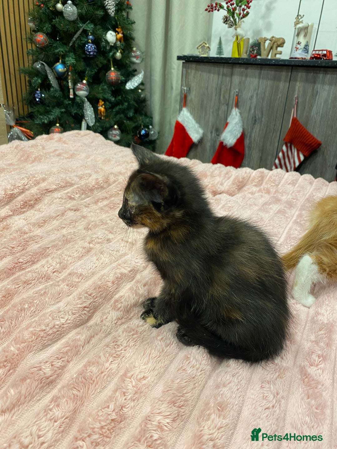 Mixed Breed cats for sale: 5 lovely kittens for sale - Advert 27