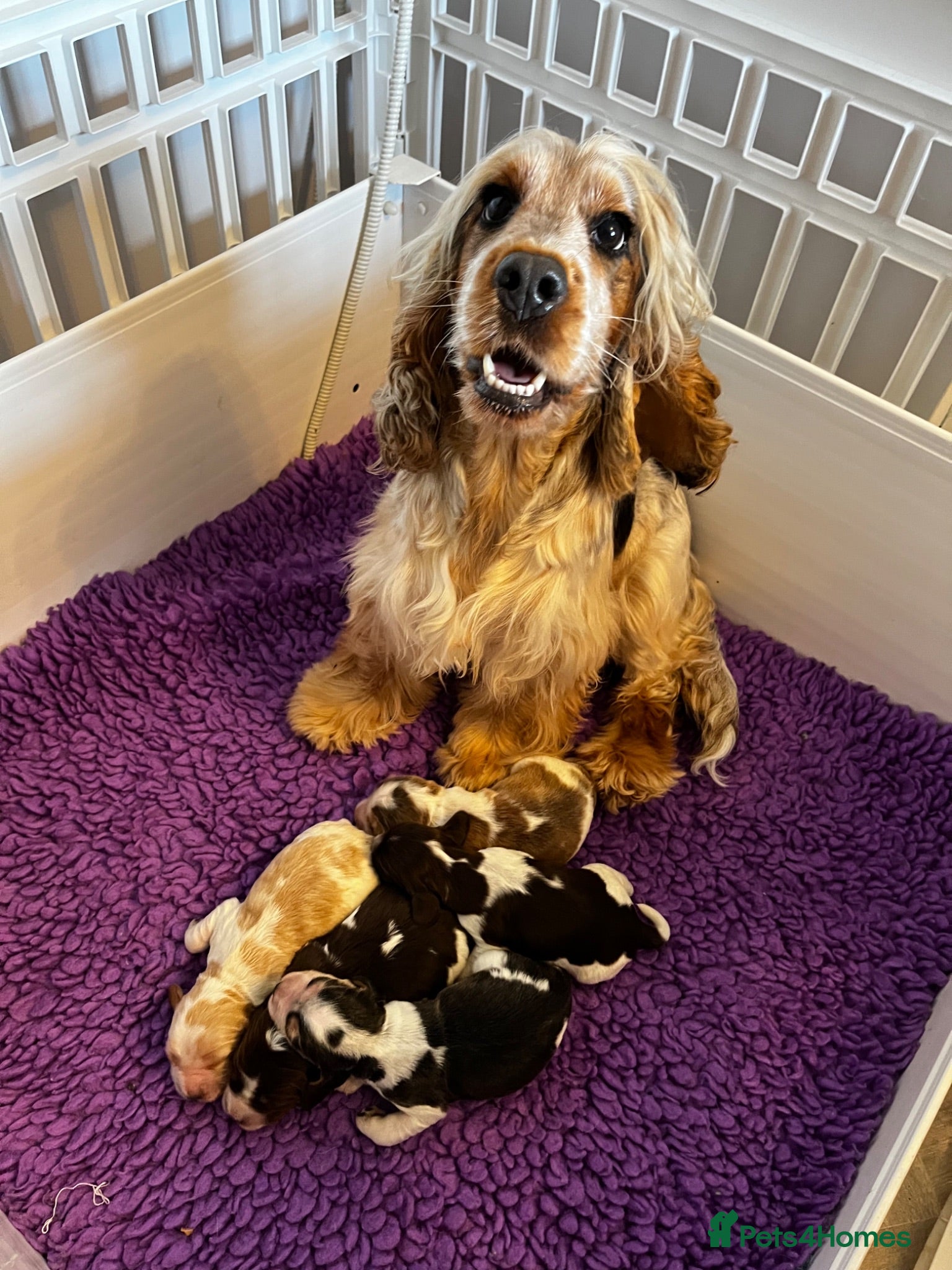 Cocker Spaniel dogs KC English Cocker Male Puppy - Advert 12