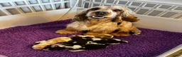 Cocker Spaniel dogs for sale: KC English Cocker Male Puppy - Advert 6