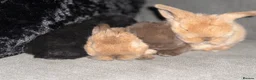 Mini Lop rabbits for sale: Beautiful Mini Lops to reserve  - Advert 26