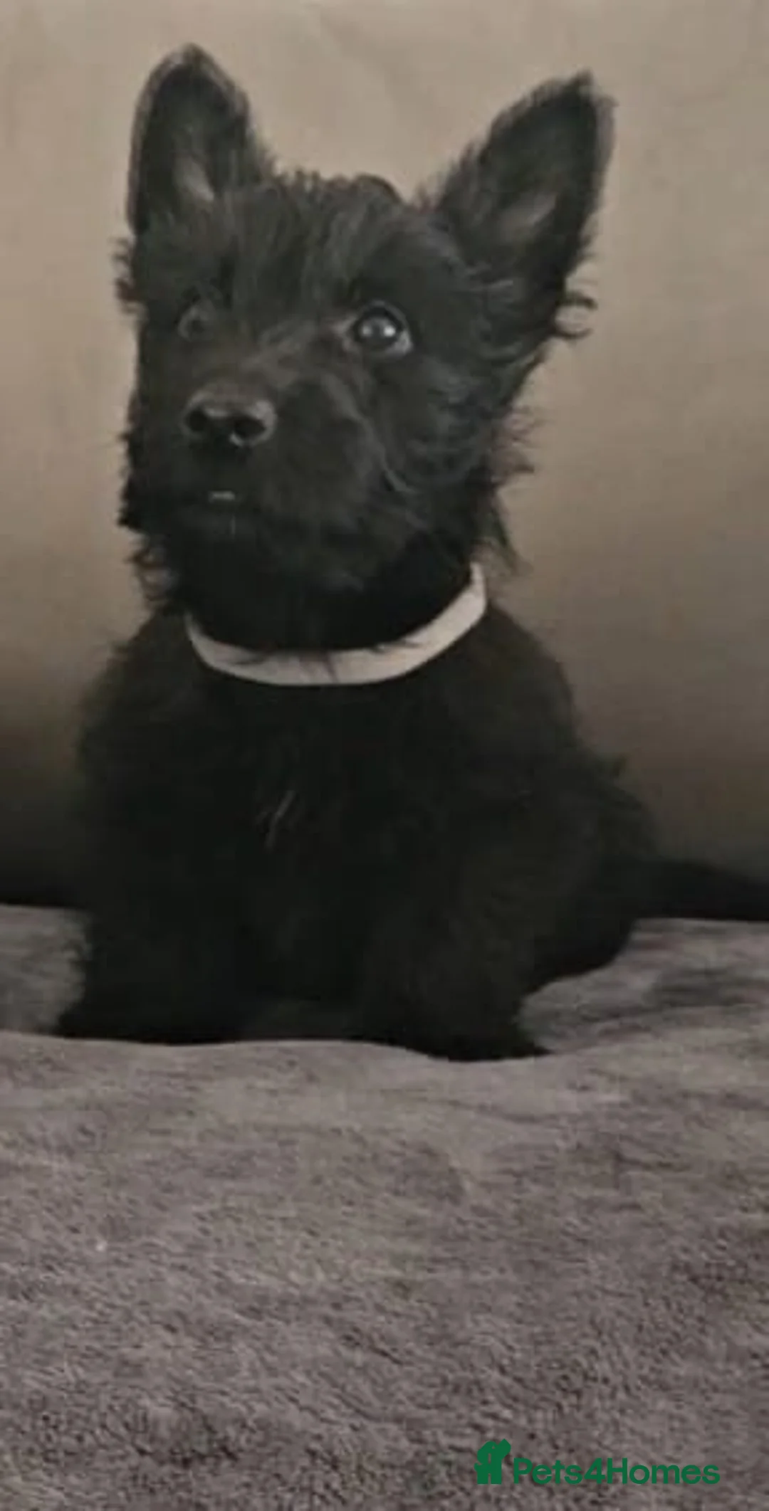 Scottish Terrier dogs for sale: Scottish terrier boy - Advert 6