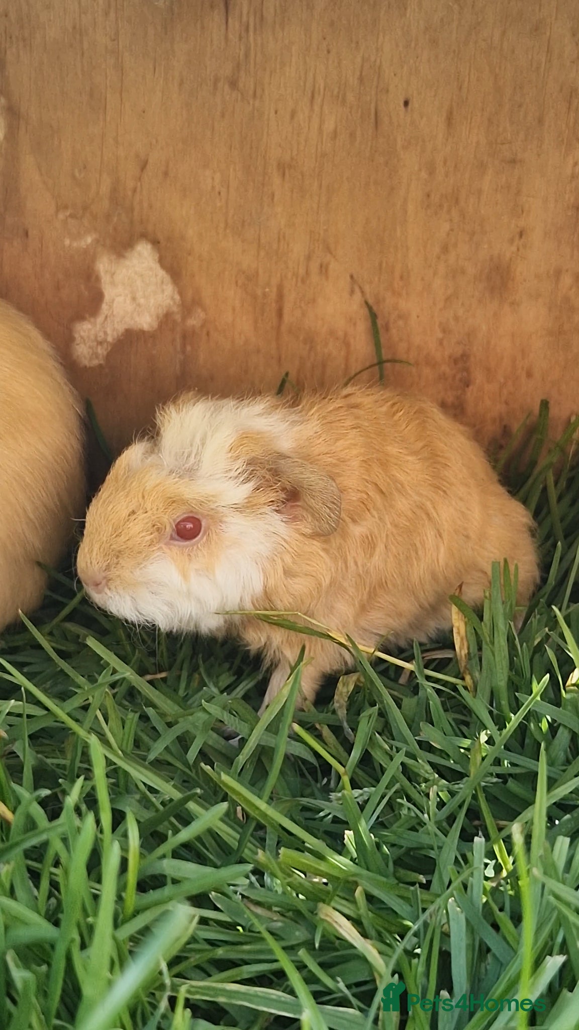 Guinea Pig rodents for sale: Two bond boys ready to go 30thjune 26 - Advert 7