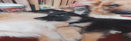 Shepsky dogs for sale: German Shepherd pups - Advert 18
