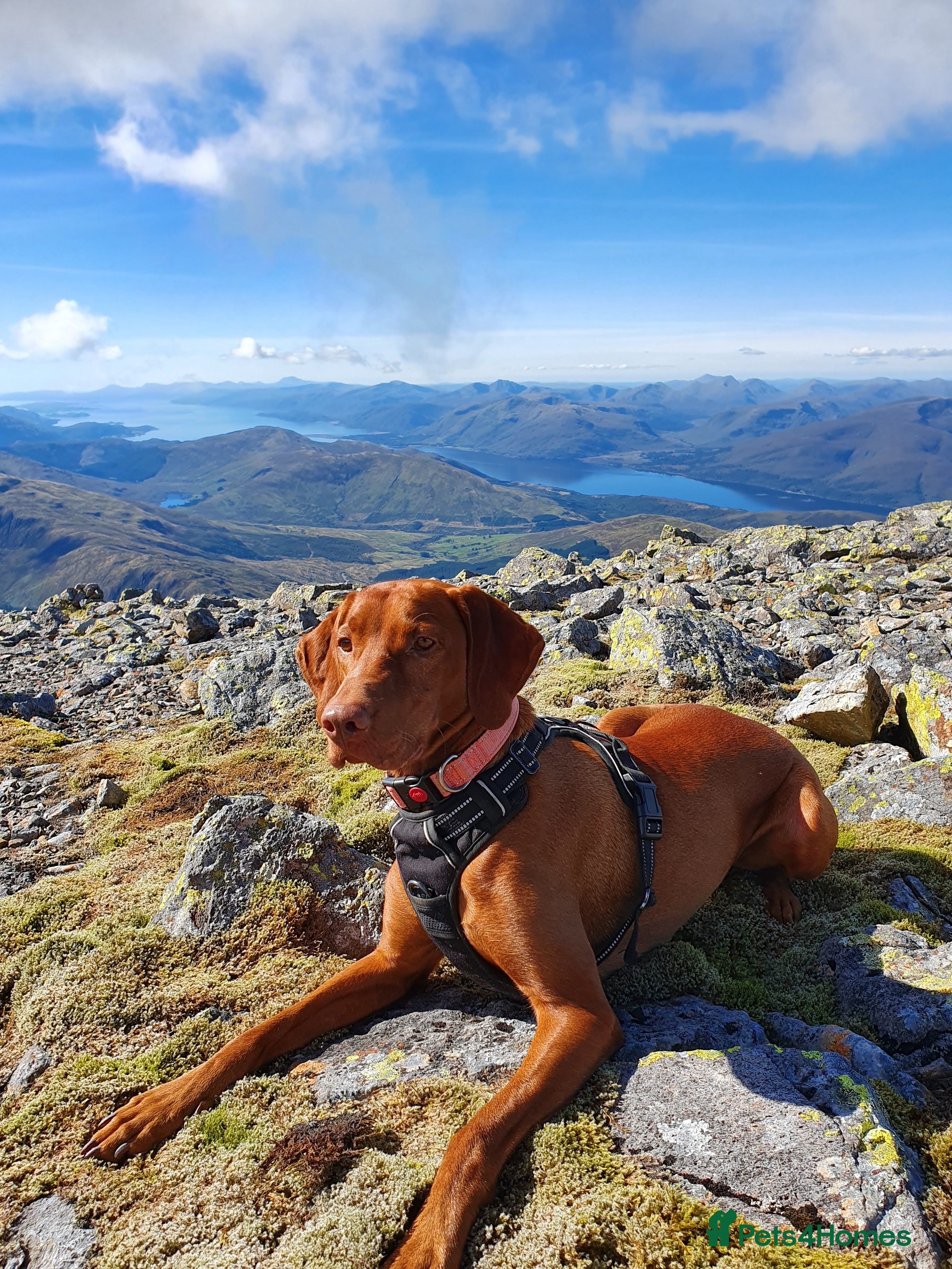 Hungarian Vizsla dogs Hungarian Vizsla Puppies - Born 09/03 - Advert 3
