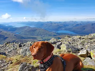 Hungarian Vizsla dogs Hungarian Vizsla Puppies - Born 09/03 - Advert 3