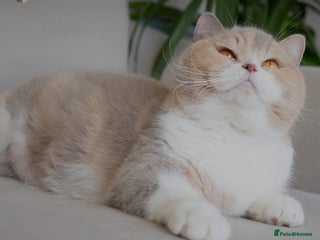 British Shorthair cats Two lovely boys - Advert 1