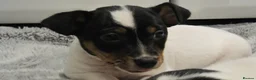 Jack Russell dogs for sale: Top Quality Jack Russell puppies  - Advert 5