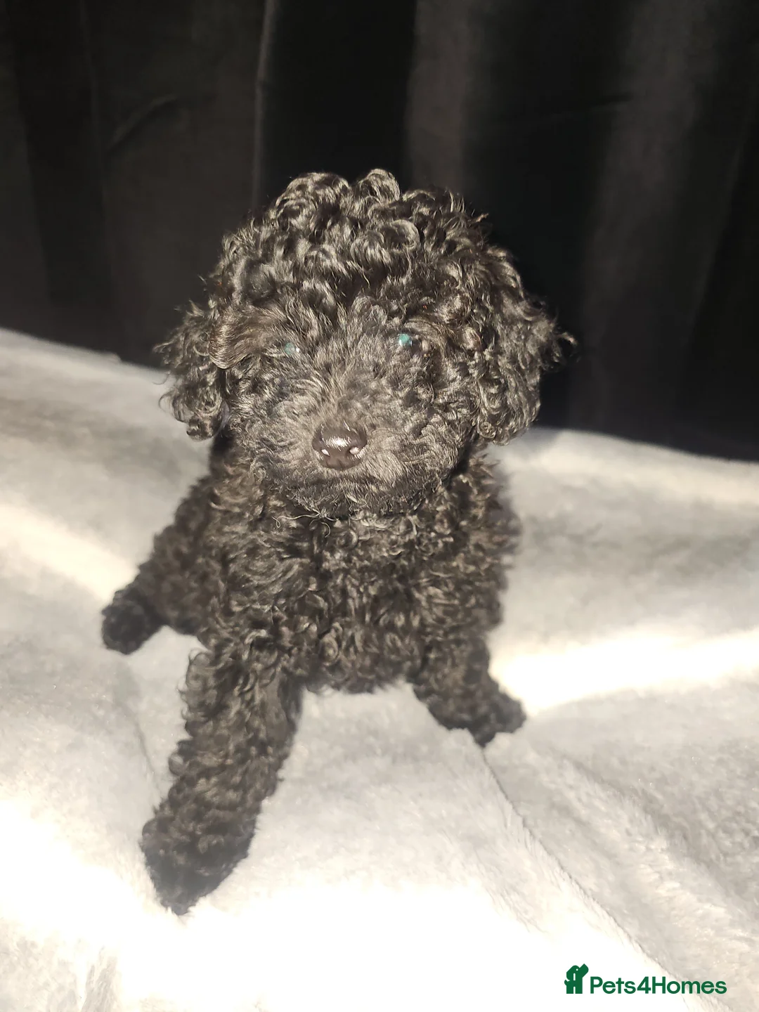Toy Poodle dogs for sale: Toy poodle  - Advert 40