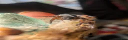 Spiders invertebrates for sale: Gandanameno sp velvet spider babies  - Advert 3