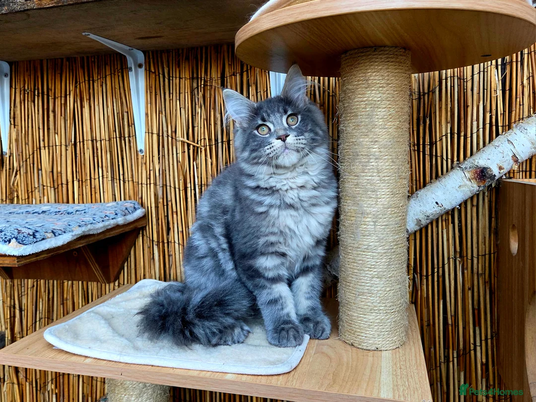 Maine Coon cats for sale: 2 Stunning GCCF Kittens Available.  - Advert 14