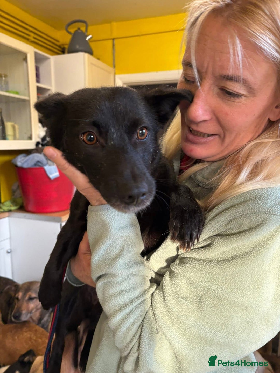 Mixed Breed dogs for adoption: Melody - Norwich Norfolk  - Advert 4