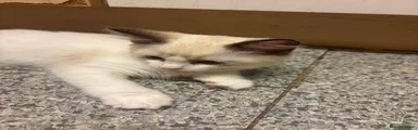 Vanilla 