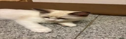 Ragdoll cats for sale: Beautiful ragdoll babies  - Advert 7
